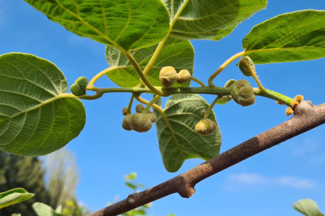 Lee más sobre el artículo Thining Jobs begin in the kiwi fruits.